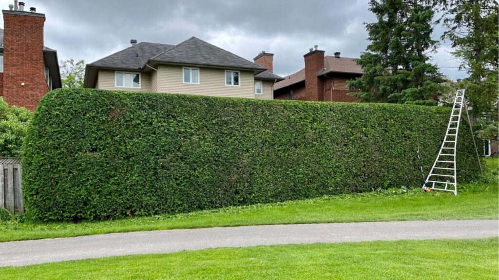 Hedge Shaping 