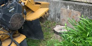 Benefits of Professional Stump Grinding for Your Backyard
