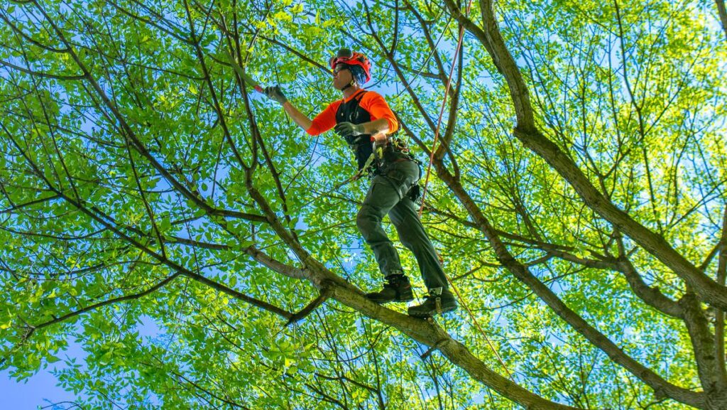 Tree Removal in Hills District