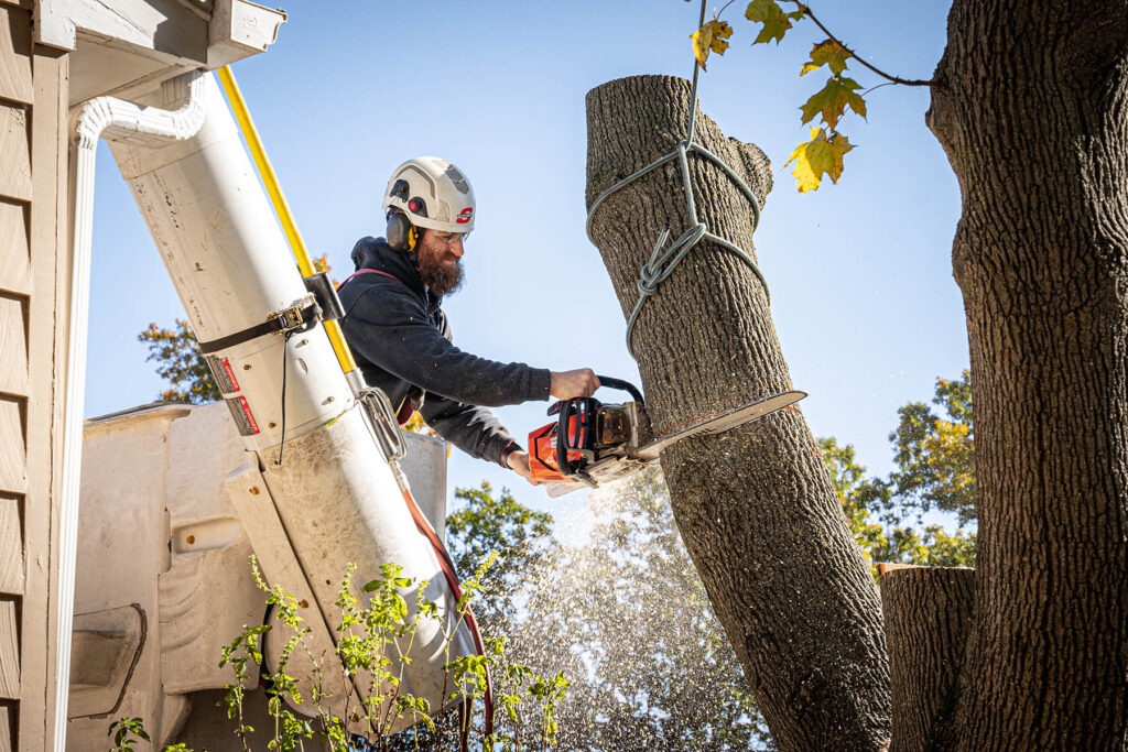 Tree Removal in Hills District