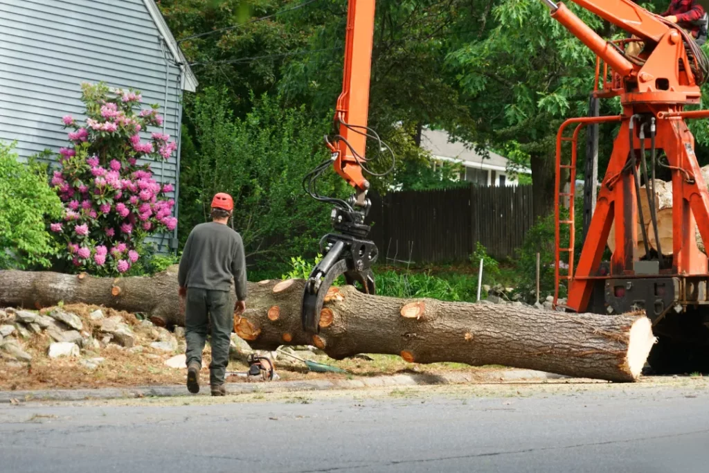 Expert Tree Removal in Hills District