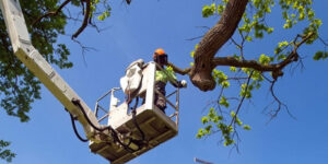 Emergency Tree Removal Services in Sydney – Who to Call & When: A Complete Guide