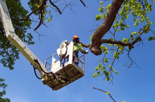 tree removing