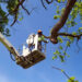 tree removing