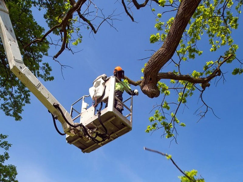 tree removing