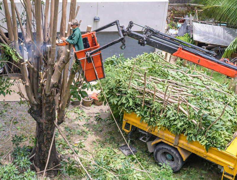 Tree Removal in Hills District