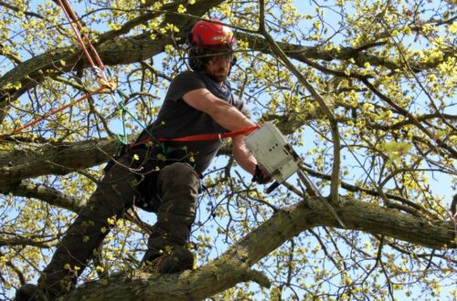 Expert Tree Removal in Hills District