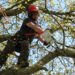 Expert Tree Removal in Hills District