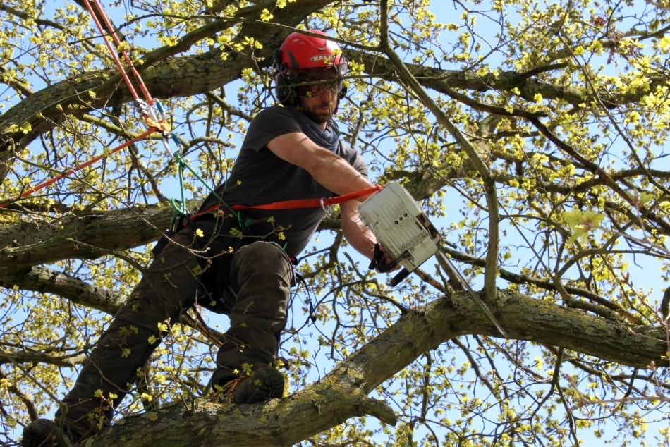 Expert Tree Removal in Hills District