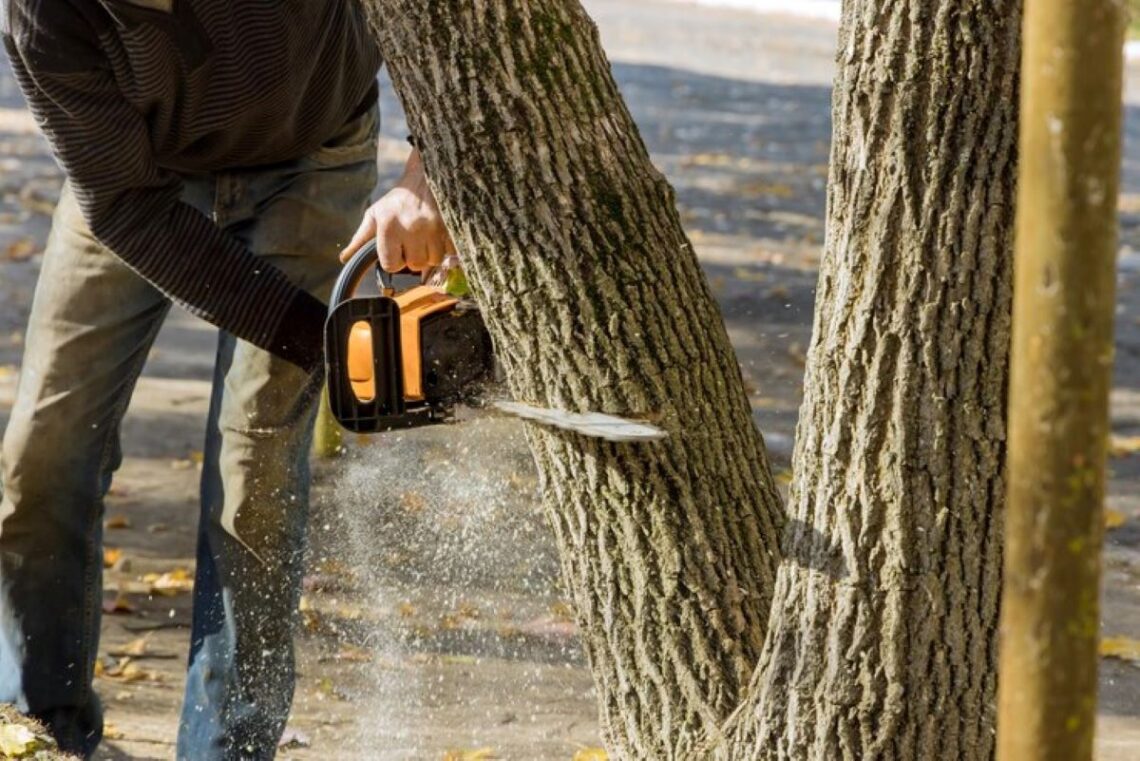 tree removing