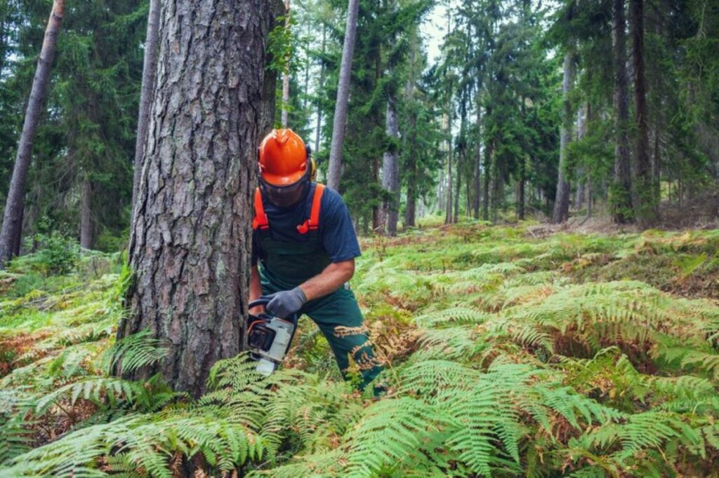 tree removing