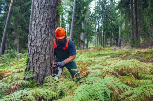 tree removing