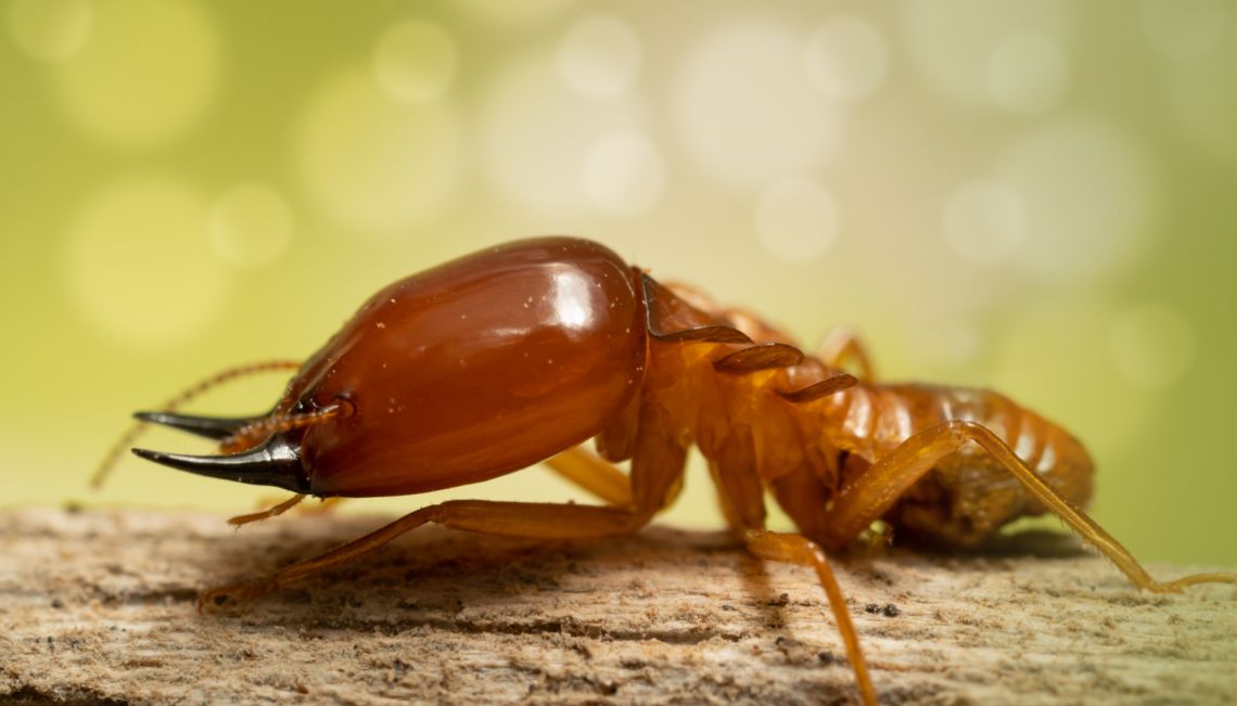 Termite Barrier Sydney: Is It Worth the Investment for Homeowners?