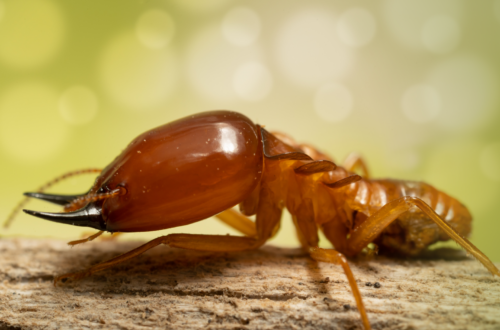 Termite Barrier Sydney: Is It Worth the Investment for Homeowners?
