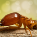 Termite Barrier Sydney: Is It Worth the Investment for Homeowners?