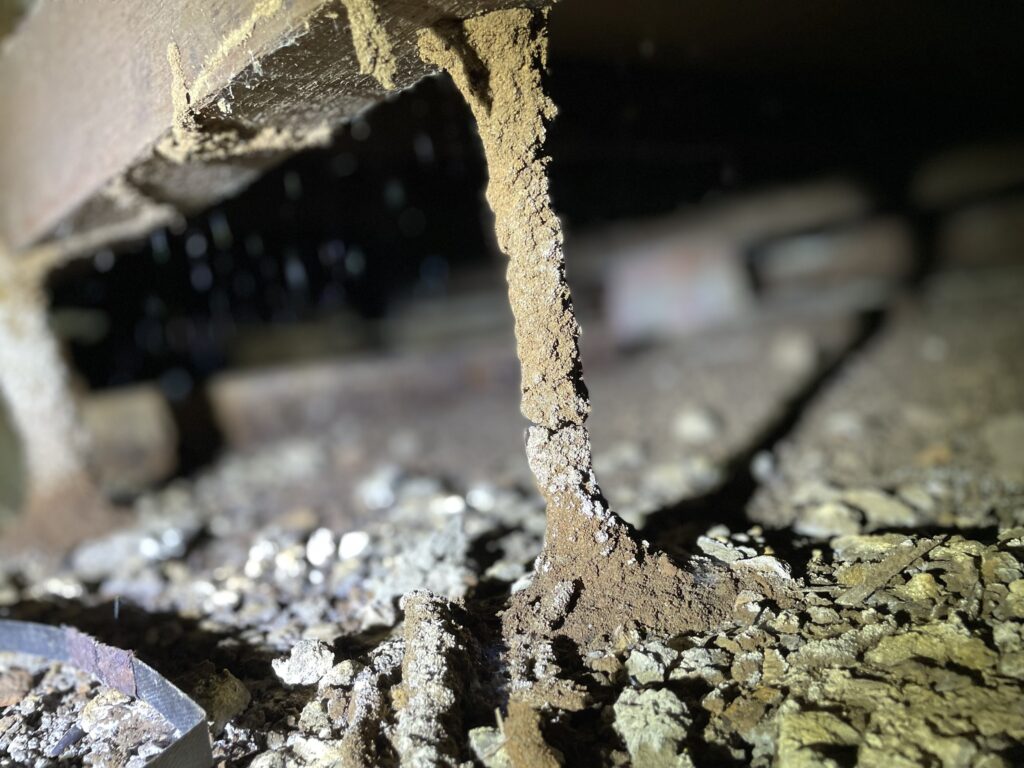 Termite Barrier Sydney: Is It Worth the Investment for Homeowners?