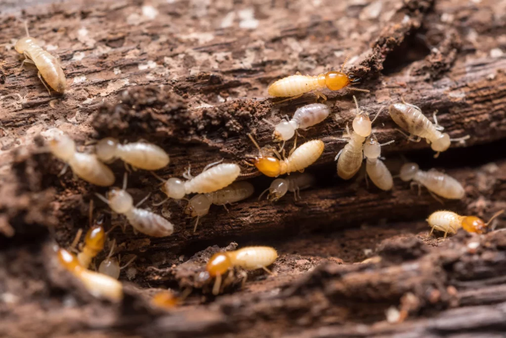Termite Barrier Sydney: Is It Worth the Investment for Homeowners?