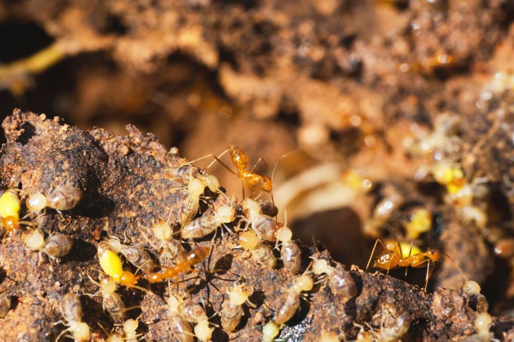 Termite Control Eastern Suburbs: Protecting Your Property from Hidden Threats