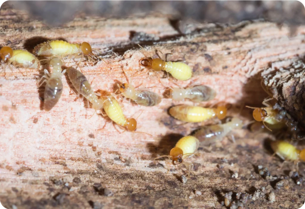 Pest and Termite Treatment