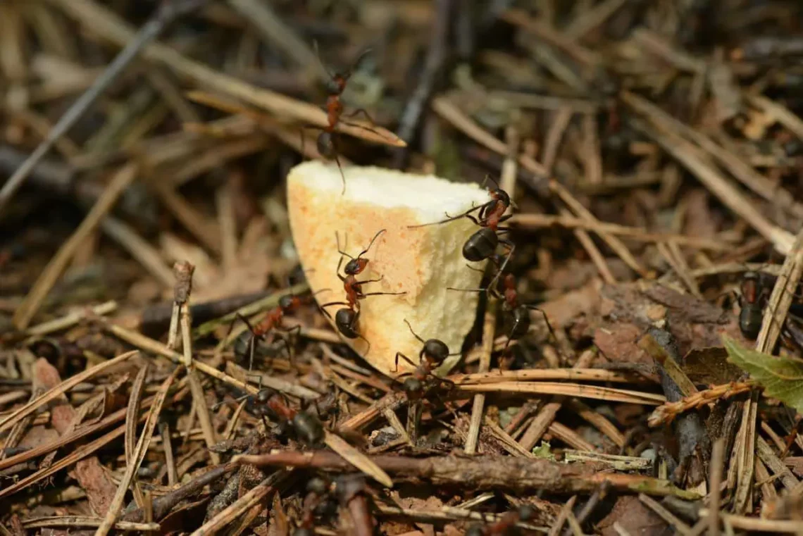 Pest and Termite Treatment