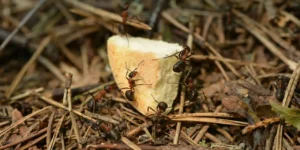 Comprehensive Pest and Termite Treatment Plans for Sydney Residents