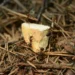 Pest and Termite Treatment
