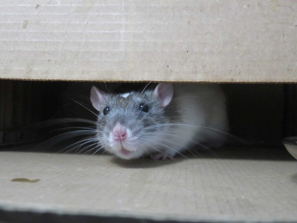 Rat Pest Control Sydney