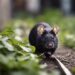Rat Pest Control Sydney