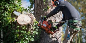What Happens During a Professional Tree Removal Assessment in Cheltenham