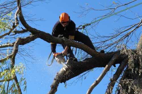 emergency tree removal sydney