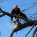 emergency tree removal sydney