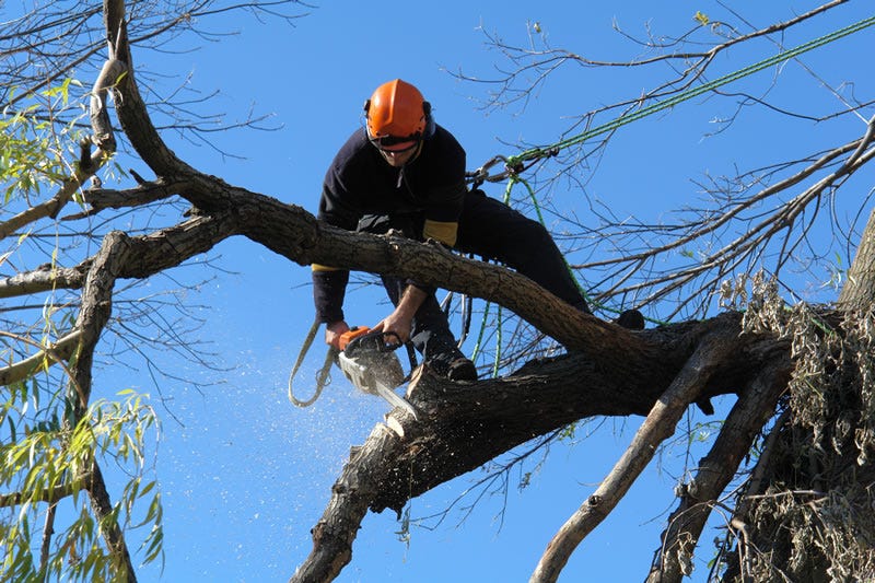 tree removal