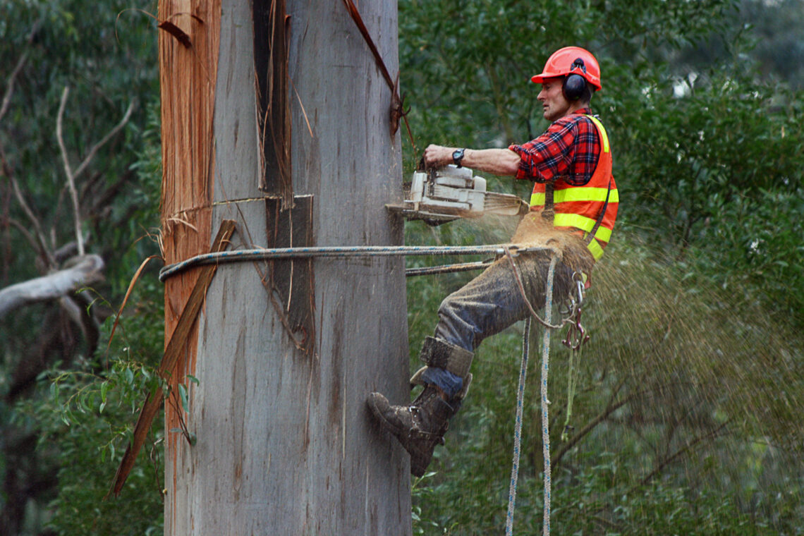 Tree Trimming as a Cultural Practice in Managing Human–Nature Boundaries