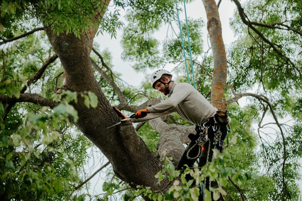 Tree Trimming as a Cultural Practice in Managing Human–Nature Boundaries