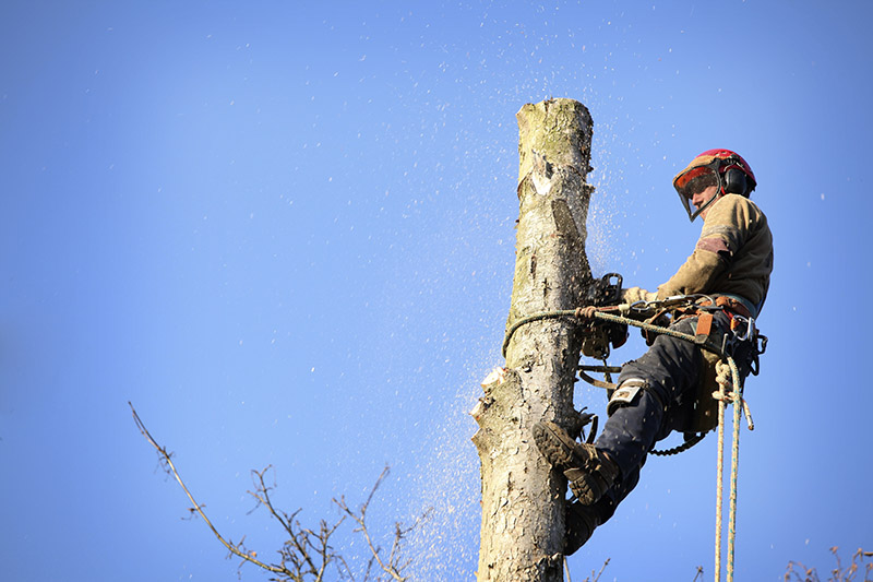 Tree Trimming as a Cultural Practice in Managing Human–Nature Boundaries