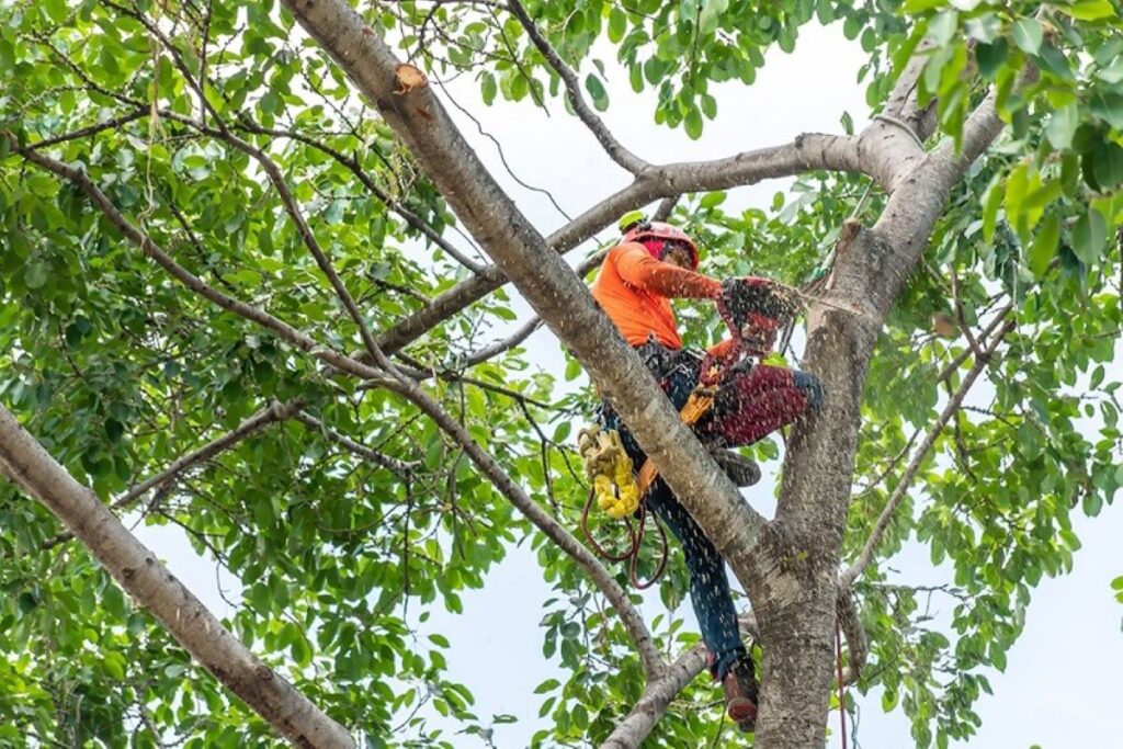 Arborist Mosman