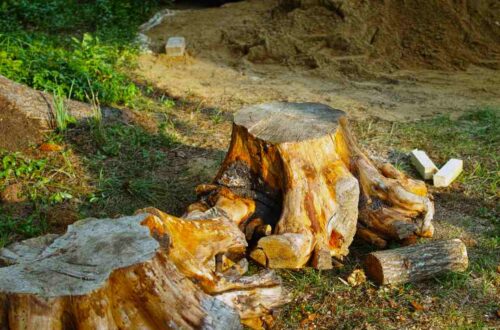 Professional Stump Grinding Services: Safe and Efficient Tree Stump Removal Across Australia