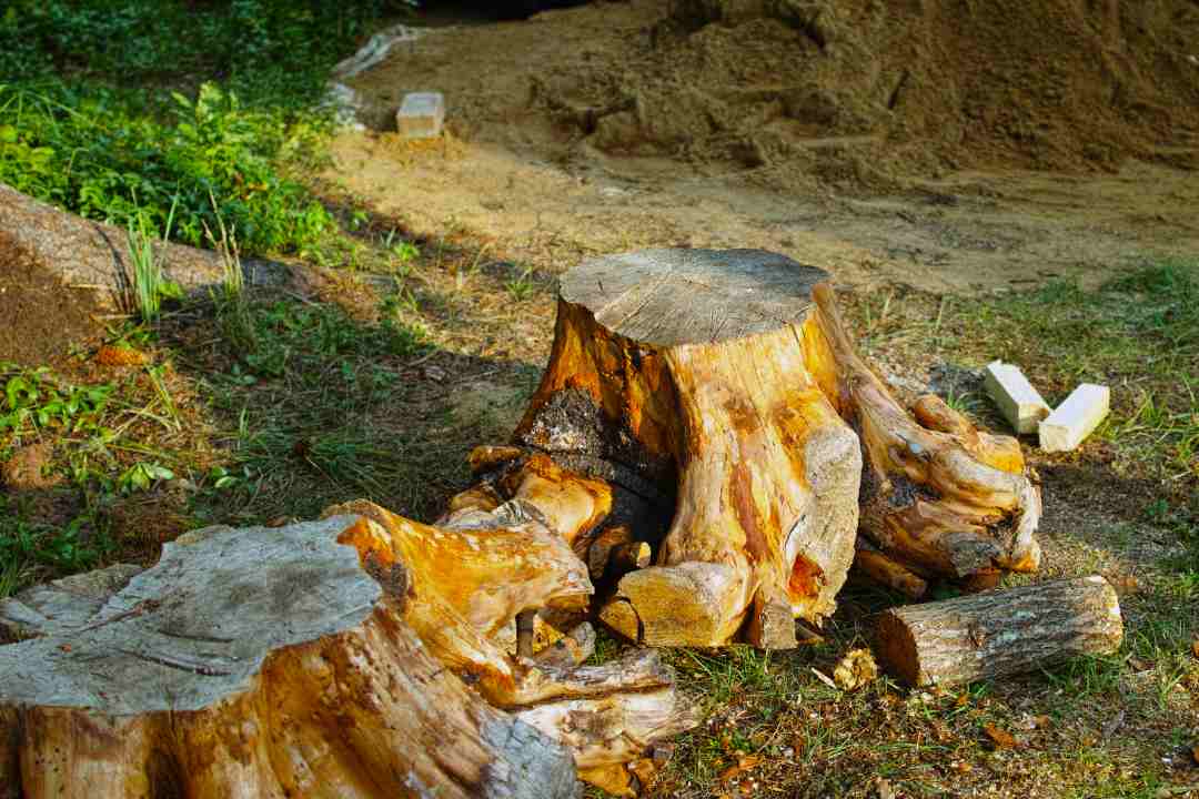 Professional Stump Grinding Services: Safe and Efficient Tree Stump Removal Across Australia