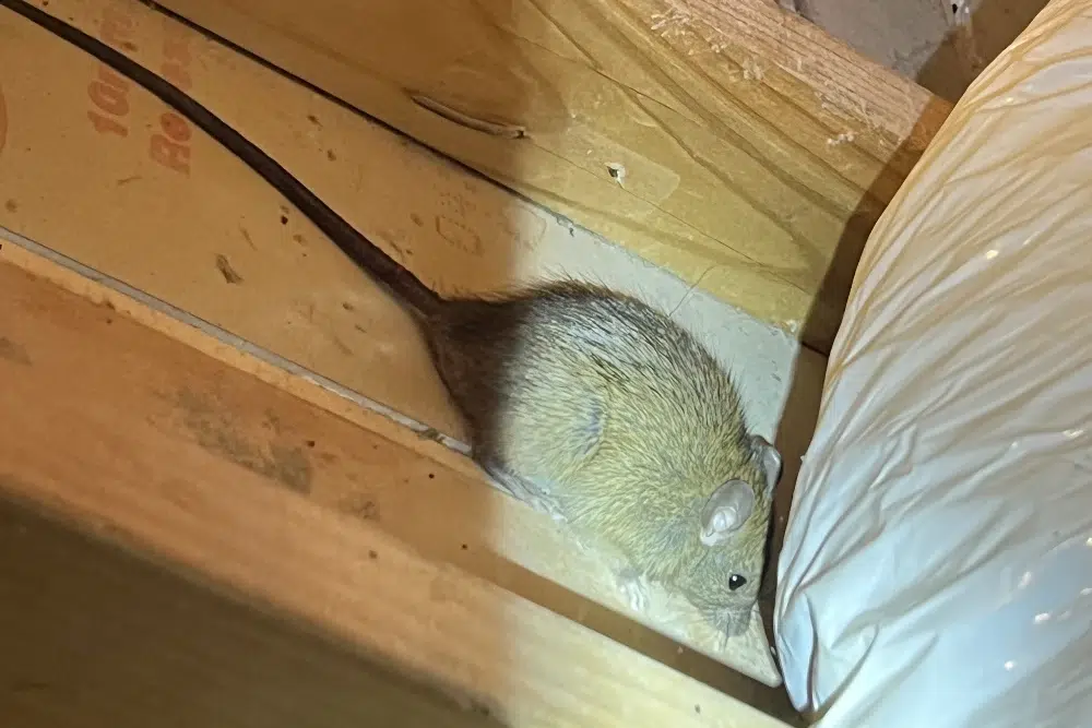 Mouse Control Sydney: Best Methods for Long-Term Prevention