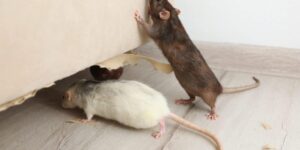Mouse Control Sydney: Best Methods for Long-Term Prevention