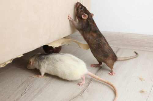 Mouse Control Sydney: Best Methods for Long-Term Prevention