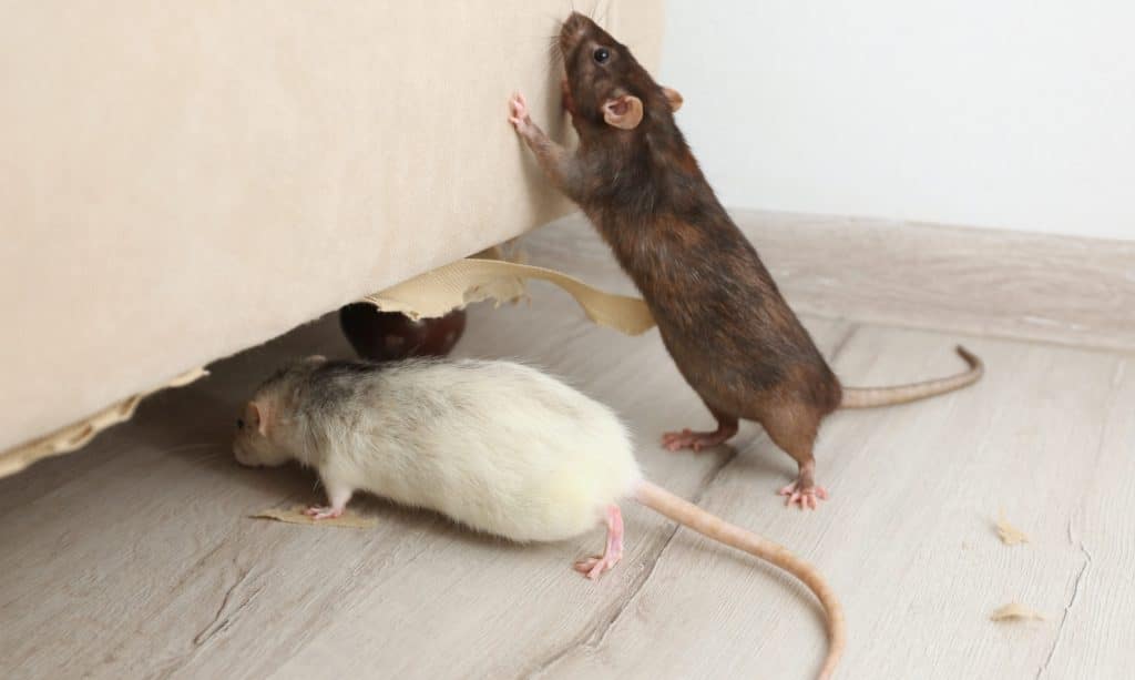 Mouse Control Sydney: Best Methods for Long-Term Prevention