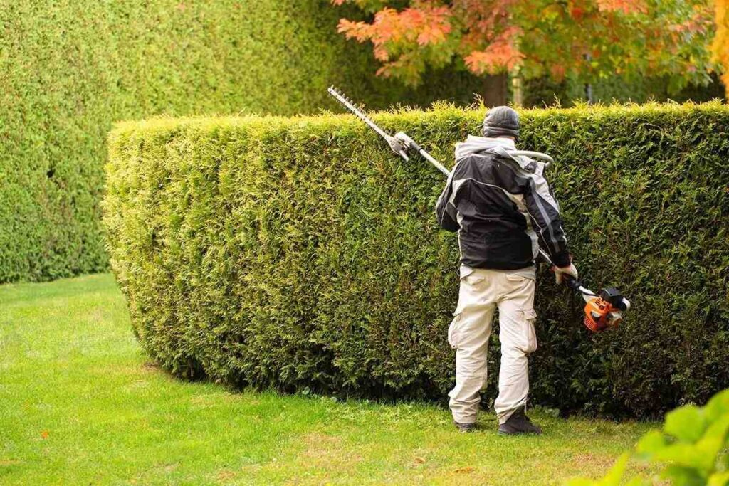 hedge trimming safety tips