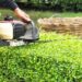 hedge trimming safety tips