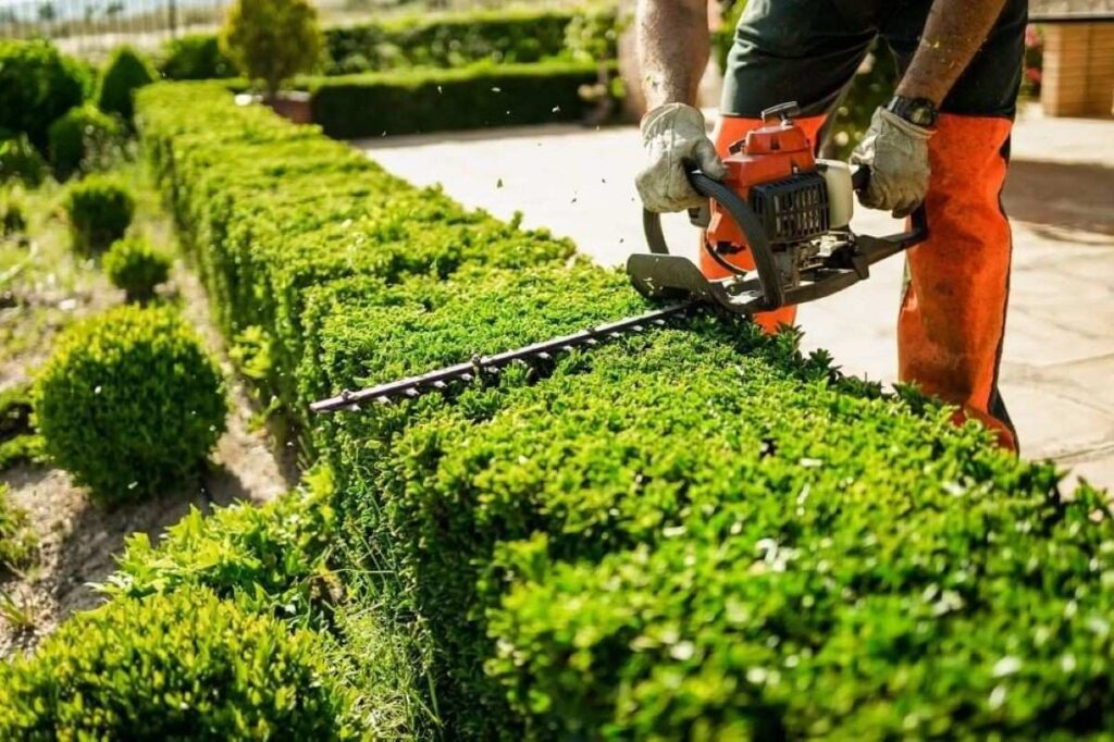 hedge trimming safety tips