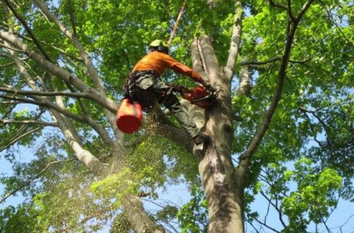 tree removal