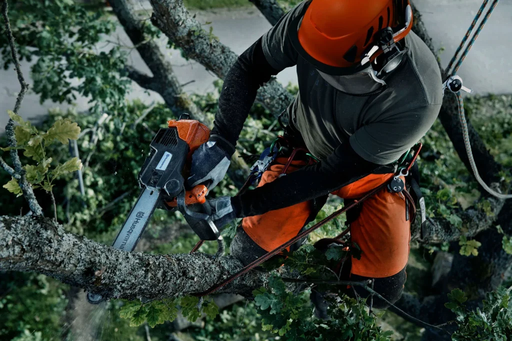 Tree Lopping: Professional Techniques for Tree Health