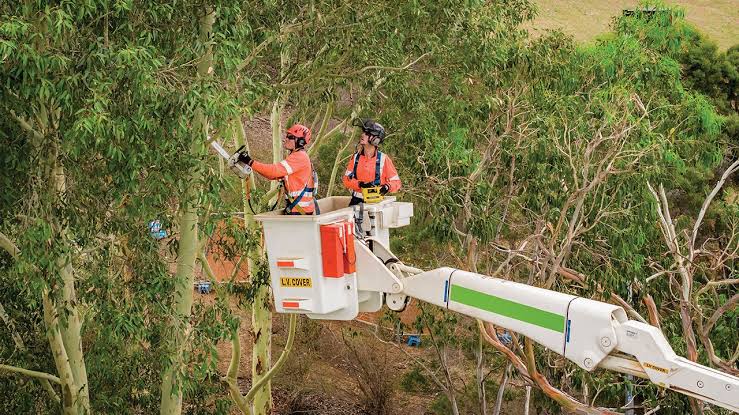 Professional Tree Removal Services: What You Need to Know

