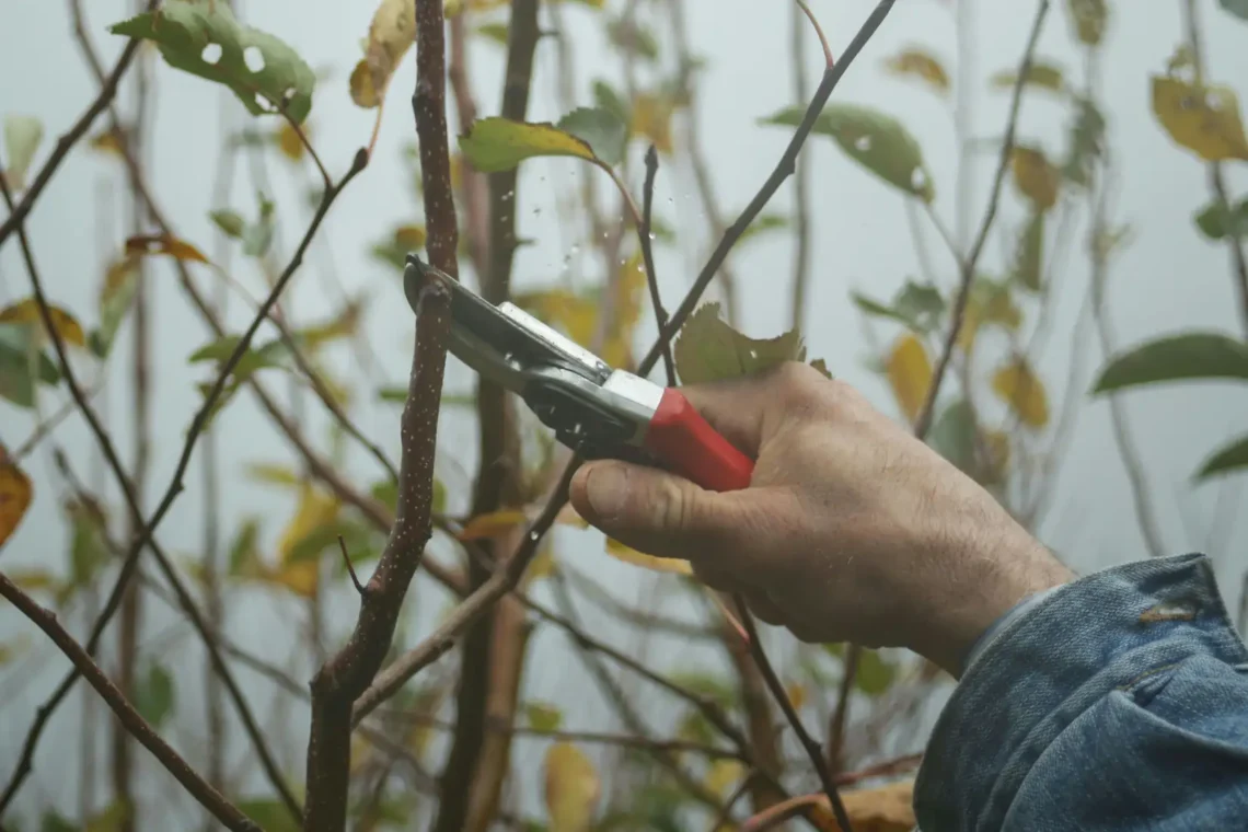 Tree Lopping: Professional Techniques for Tree Health