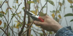 Tree Lopping: Professional Techniques for Tree Health